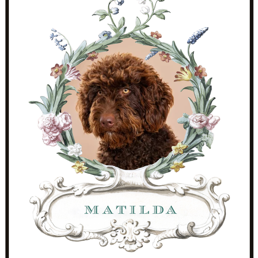 Portrait d'animal de compagnie - Palais Royal Blanc 